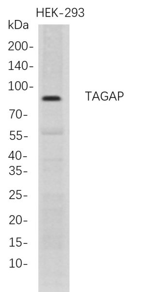 Recombinant TAGAP Monoclonal Antibody (AN300781L)