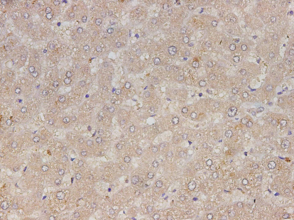 RETN Polyclonal Antibody (E-AB-40596)
