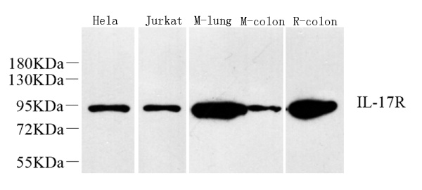 IL17RA Polyclonal Antibody (E-AB-70147)