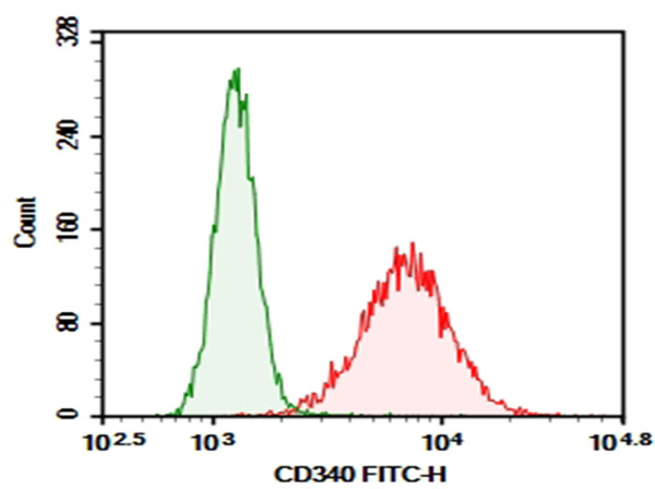Purified Anti-Human CD340 Antibody[SER4] (AN003530P)