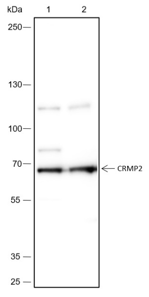 Recombinant CRMP2 Monoclonal Antibody (AN301738L)