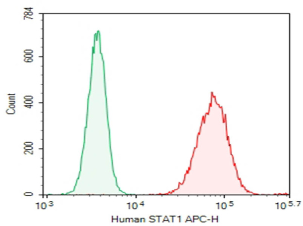 Purified Anti-Human STAT1 Antibody[A15158B] (AN010420P)