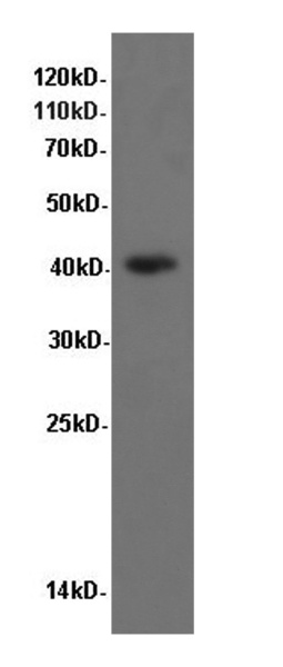 P38 Polyclonal Antibody (D-AB-10194L)