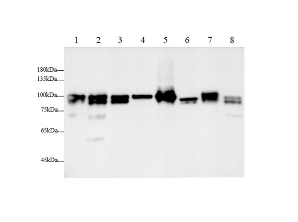 CANX Polyclonal Antibody (AN007240L)