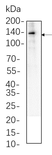 Recombinant VE Cadherin Monoclonal Antibody (AN300834L)