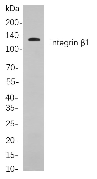 Recombinant Integrin β1 Monoclonal Antibody (AN300858L)