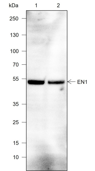 Recombinant EN1/Engrailed 1 Monoclonal Antibody (AN302051L)