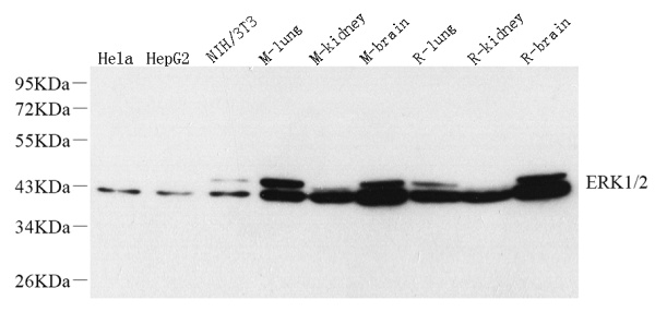 ERK1/2 Monoclonal Antibody (E-AB-70292)