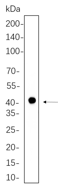 Recombinant Phospho-PRAS40 (Thr246) Monoclonal Antibody (AN301334L)