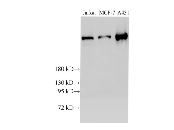 BRCA2 Polyclonal Antibody (E-AB-40288)