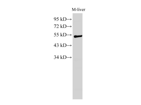 GCK Polyclonal Antibody (E-AB-40270)