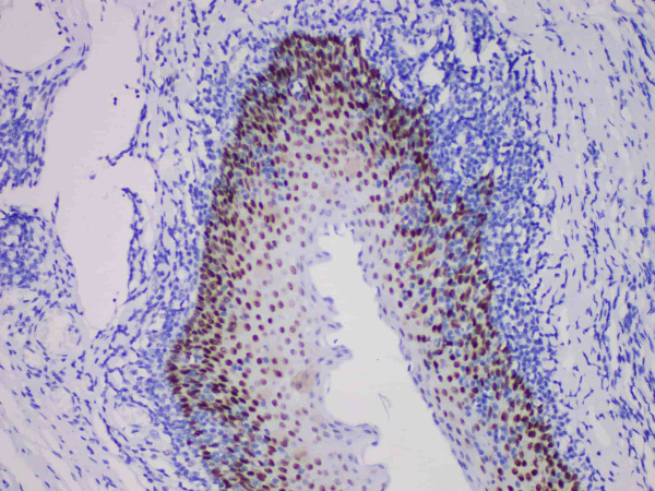 SOX2 Monoclonal Antibody (ELAB6940-R)