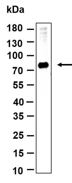 Recombinant HSPA12A Monoclonal Antibody (AN301220L)