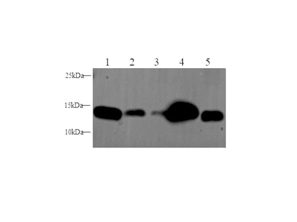 IFITM3 Polyclonal Antibody (D-AB-10162L)