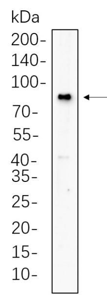 Recombinant BMAL1 Monoclonal Antibody (AN300681L)