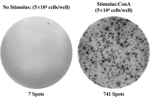 Mouse IFN-γ (Interferon Gamma) ELISPOT Kit (ESP-M0001)