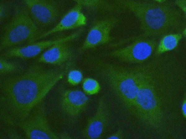 Elab Fluor® 488-conjugated Vinculin Monoclonal Antibody (AN00297L)