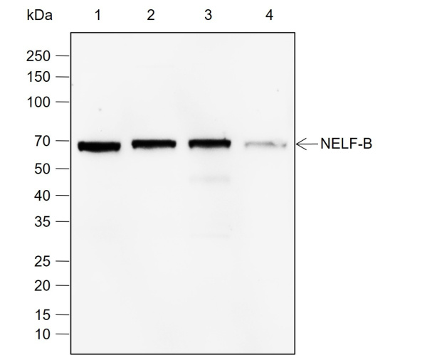 Recombinant NELF-B Monoclonal Antibody (AN302066L)