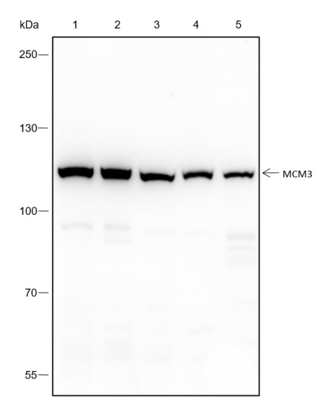 Recombinant MCM3 Monoclonal Antibody (AN301597L)