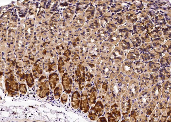 Recombinant Growth Hormone Receptor/GHR/GHBP Monoclonal Antibody (AN300463P)