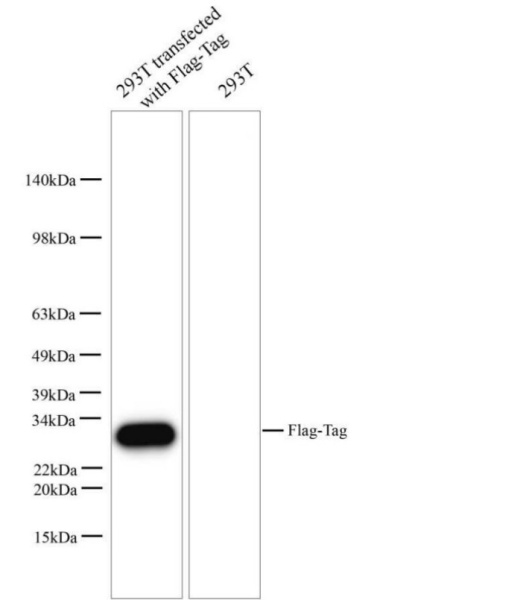 Flag-Tag Polyclonal Antibody (E-AB-40525)