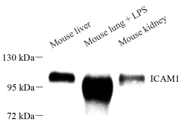 CD54 Polyclonal Antibody (E-AB-70046)