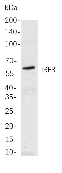 Recombinant IRF3 Monoclonal Antibody (AN300949L)