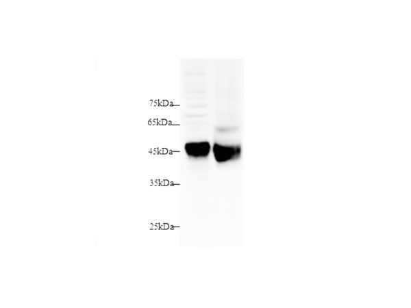 SFTPD/SP-D Polyclonal Antibody (D-AB-10441L)