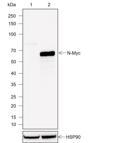 Recombinant N-Myc Monoclonal Antibody (AN302034L)
