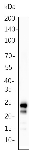 Recombinant MOB1 Monoclonal Antibody (AN301343L)