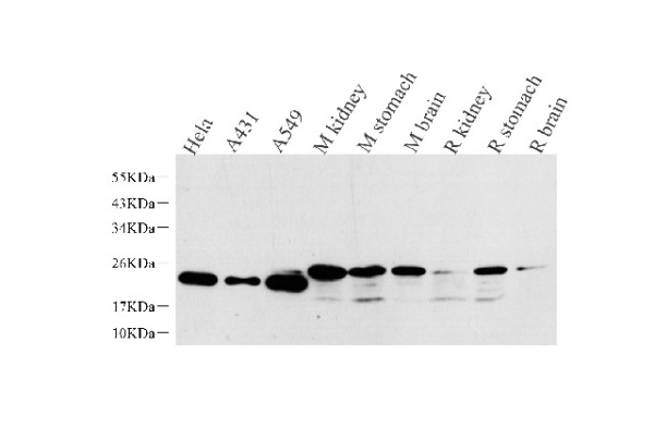 NTS Polyclonal Antibody (E-AB-70214)
