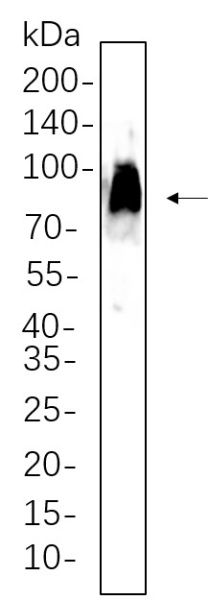 Recombinant CD86 Monoclonal Antibody (AN301381L)