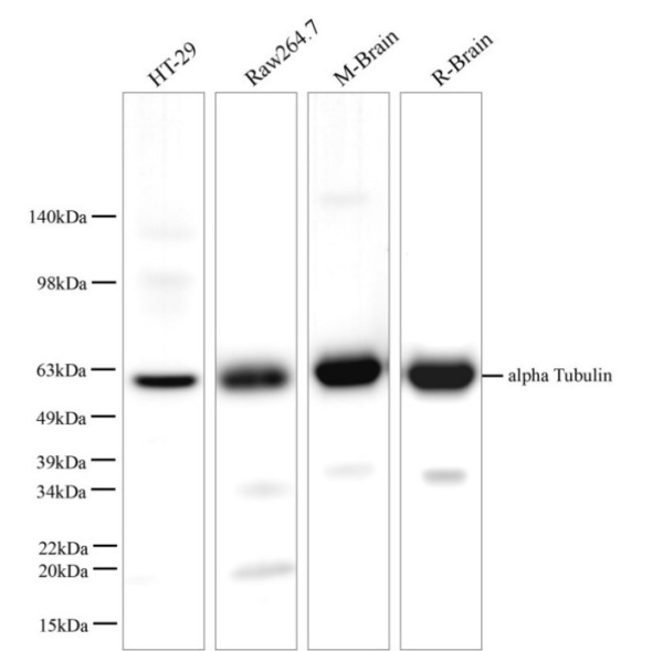 alpha Tubulin Polyclonal Antibody (E-AB-40510)