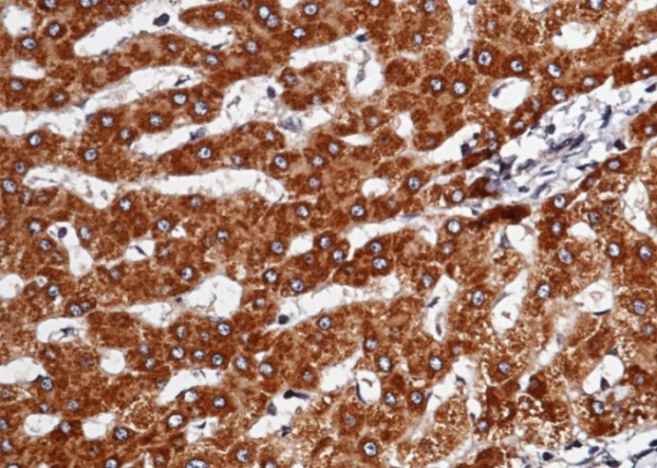 SerpinD1 Monoclonal Antibody (AN200099P)