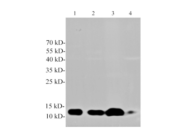 Cys-C Polyclonal Antibody (E-AB-40575)
