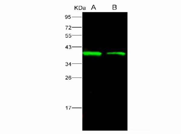 Anti-Ebola virus EBOV(subtype Bundibugyo, strain Uganda 2007) VP40/Matrix protein VP40 Monoclonal Antibody (E-AB-V1108)