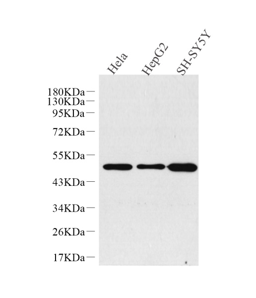 GLUT-3 Polyclonal Antibody (E-AB-70154)