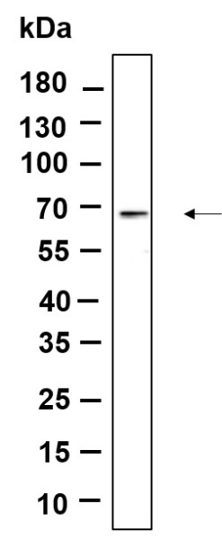 Recombinant Phospho-AMPK α1, 2 (Thr183, Thr172) Monoclonal Antibody (AN301152L)