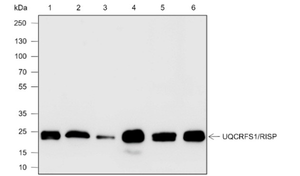 Recombinant UQCRFS1/RISP Monoclonal Antibody (AN301884L)