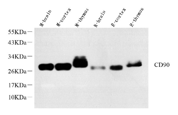 THY1 Polyclonal Antibody (E-AB-70323)