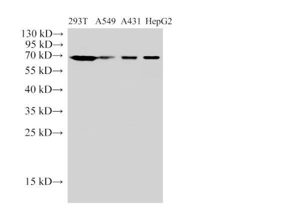 HSP70 Polyclonal Antibody (E-AB-40490)