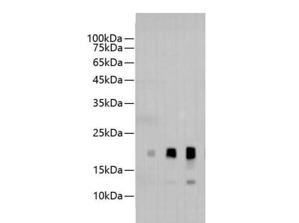 Avi-Tag Polyclonal Antibody (E-AB-40509)