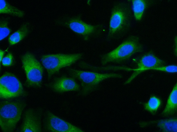 Elab Fluor® 488-conjugated beta Tubulin Monoclonal Antibody (AN00293L)