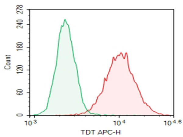 Purified Anti-Human TDT Antibody[41A] (AN011330P)