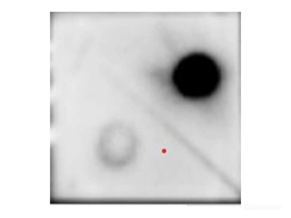 m6A Monoclonal Antibody (E-AB-48030)