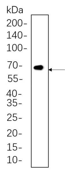 Recombinant Phospho-Smad2, 3 (Thr8) Monoclonal Antibody (AN300635L)