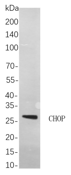 Recombinant CHOP Monoclonal Antibody (AN300931L)