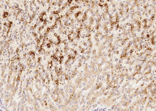 Protein HC/Bikunin Monoclonal Antibody (AN200223P)