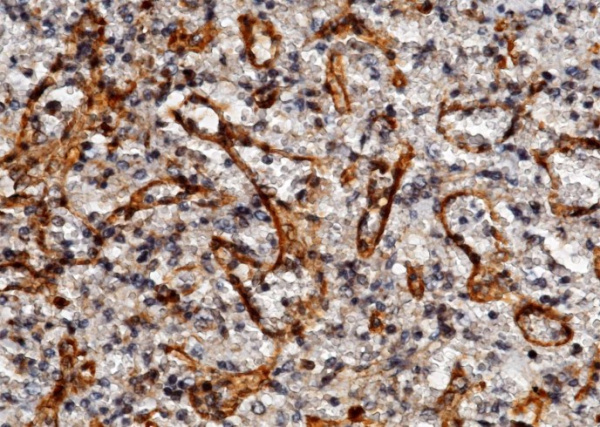 ICAM-2/CD102 Monoclonal Antibody (AN200173P)