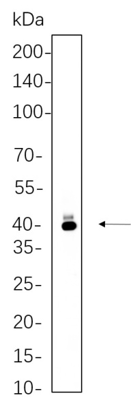 Recombinant PAX5 Monoclonal Antibody (AN300832L)
